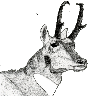 Pronghorn Antelope Sponsorship level with Hunters Helping Hunters USA (HHH-USA)